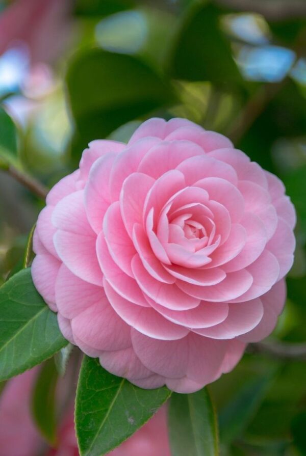 Camellia - Image 3