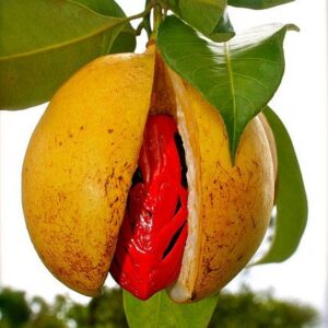 Nutmeg