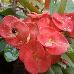 Euphorbia
