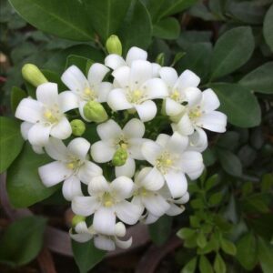 Murraya Maramulla