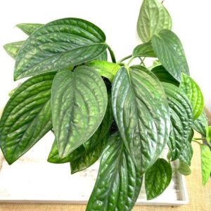 Monstera Peru