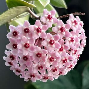 Hoya Pink