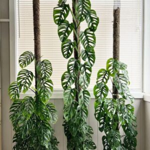 Monstera Pothos