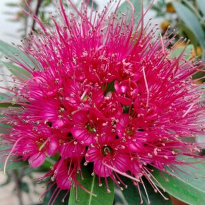 Rosida Pink