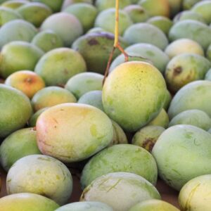 Camphor Mango