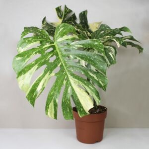 Monstera Thai
