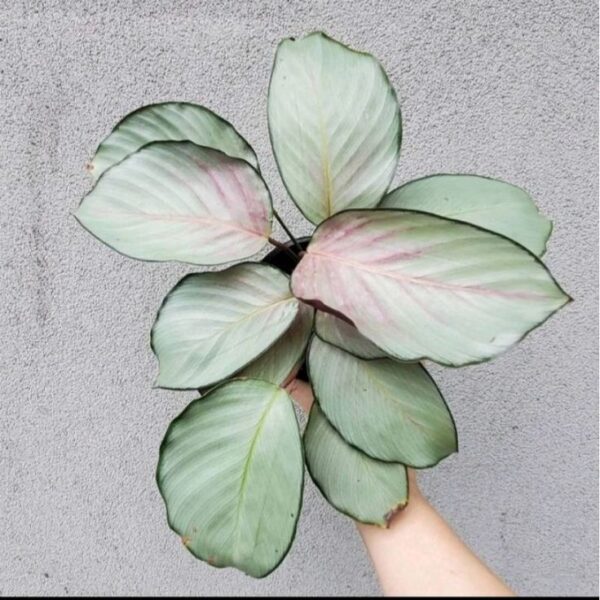 Calathea Silver Plate - Image 2