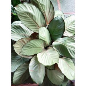 Calathea Silver Plate