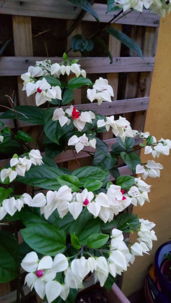 Bleeding Heart Vine - Image 3