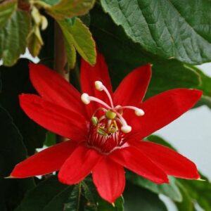 Passiflora Red