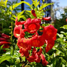 Decoma Red