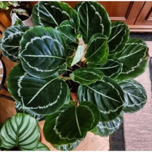 Calathea Green Lipstick