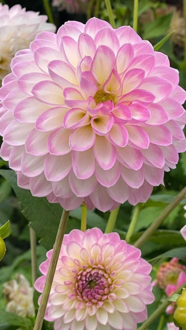 Dahlia Nadan - Image 2