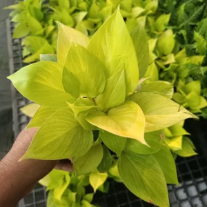Hamalomena Sunshine