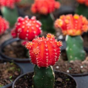 Moon Cactus