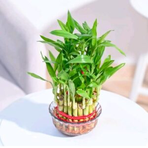 Lucky Bamboo