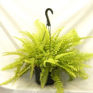 Golden Fern