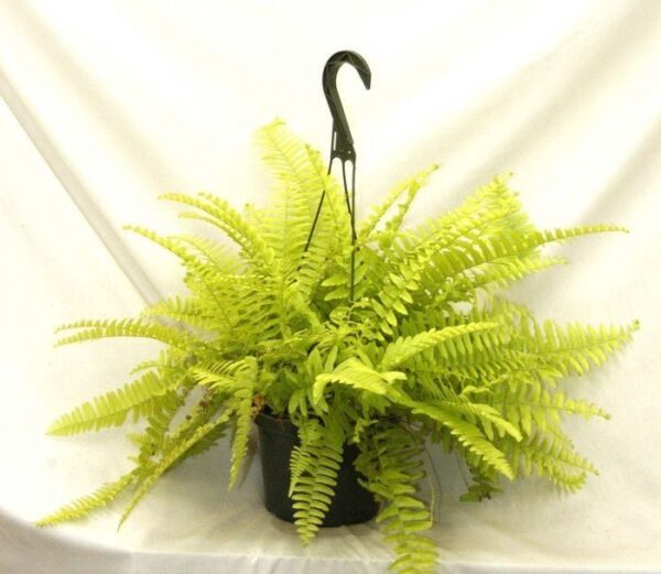 Golden Fern