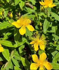Melestoma Yellow