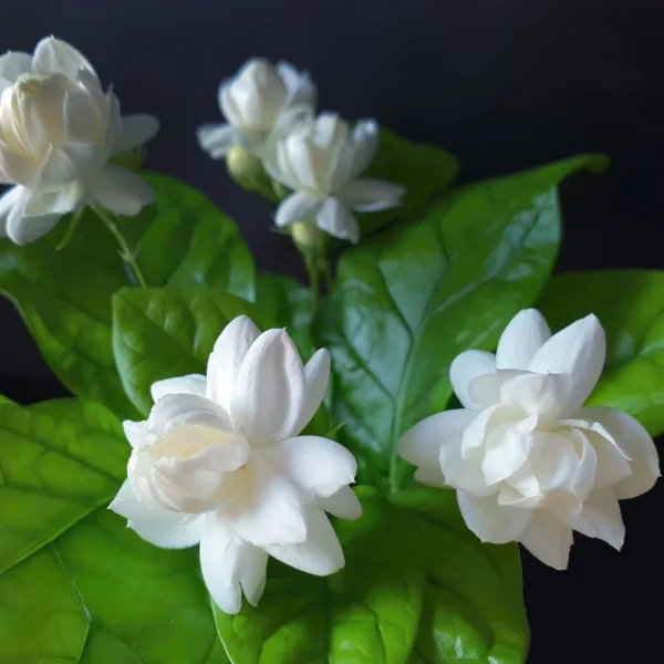Arabian Jasmin - Image 2