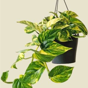 Money Plant