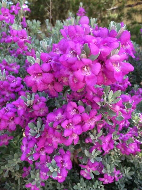 Texas sage