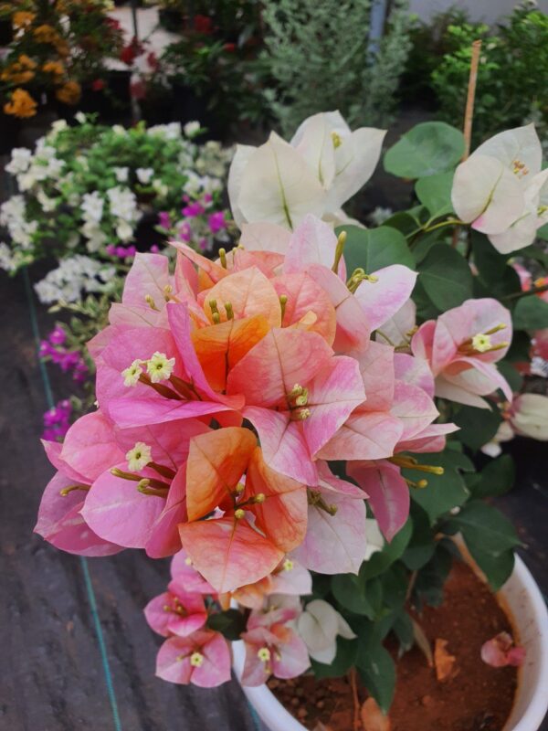 Golden Sunshine Bougainvillea - Image 5