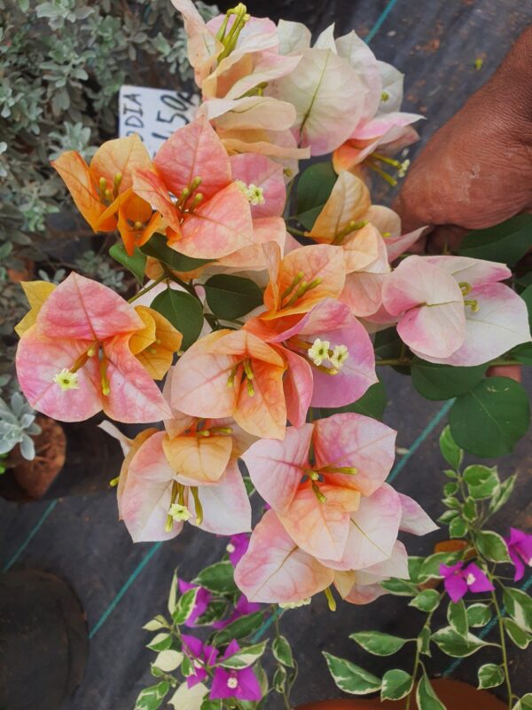 Golden Sunshine Bougainvillea - Image 6