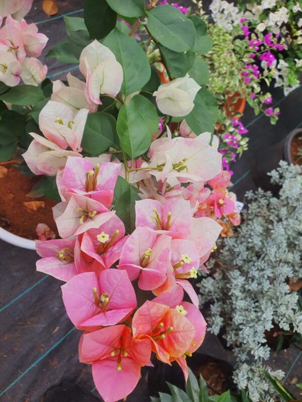 Golden Sunshine Bougainvillea - Image 7