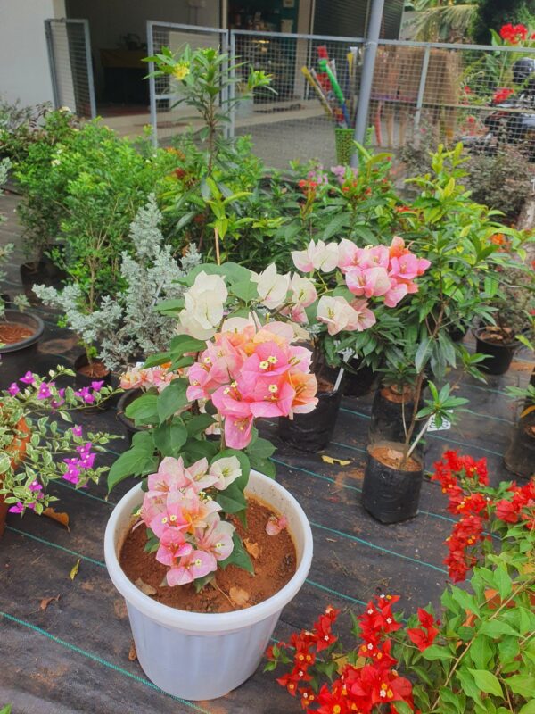 Golden Sunshine Bougainvillea - Image 8
