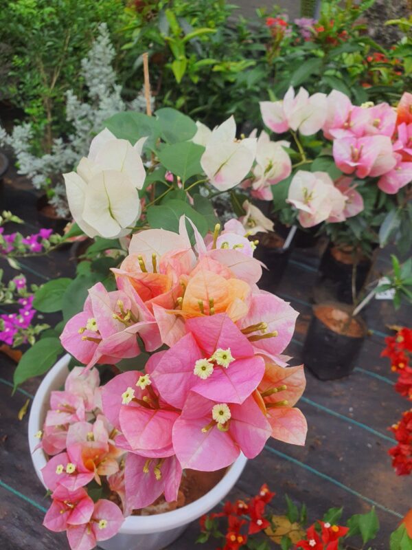 Golden Sunshine Bougainvillea - Image 10