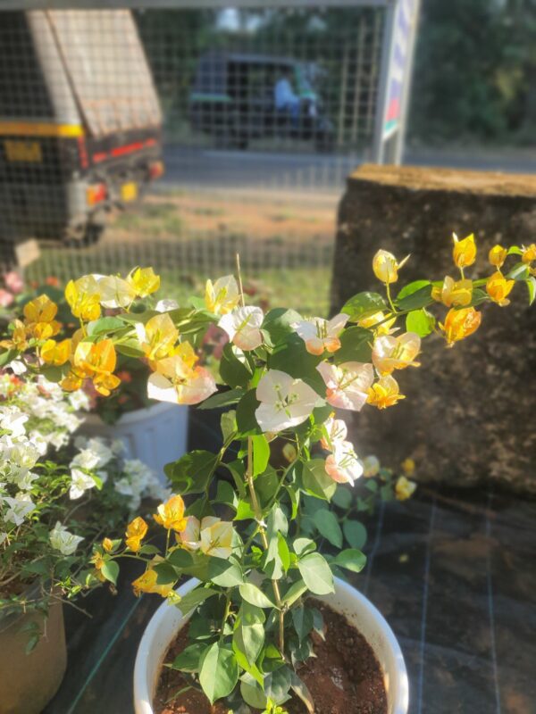 Golden Sunshine Bougainvillea - Image 11