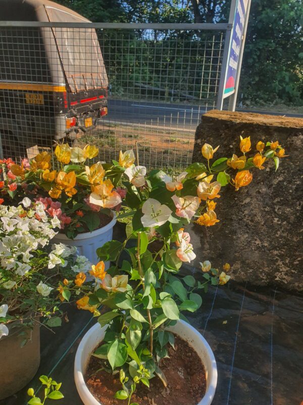 Golden Sunshine Bougainvillea - Image 12