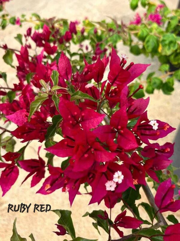 Ruby Red