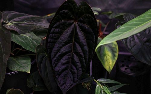 Anthurium Black Crystal